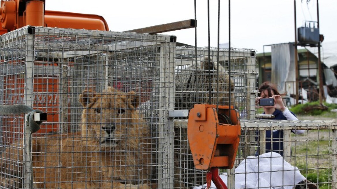 Αυτοί είναι οι πραγματικοί Survivors: Το λιοντάρι και η αρκούδα που επέζησαν στη Μοσούλη